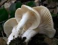 Hygrophorus arbustivus